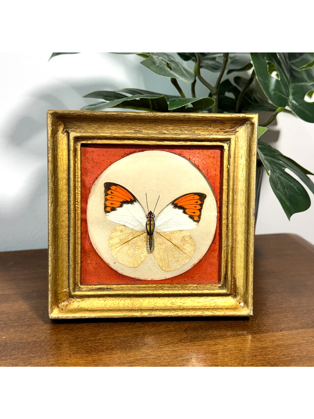 Great Orange Tip (Hebomoia glaucippe) Butterfly Taxidermy Display